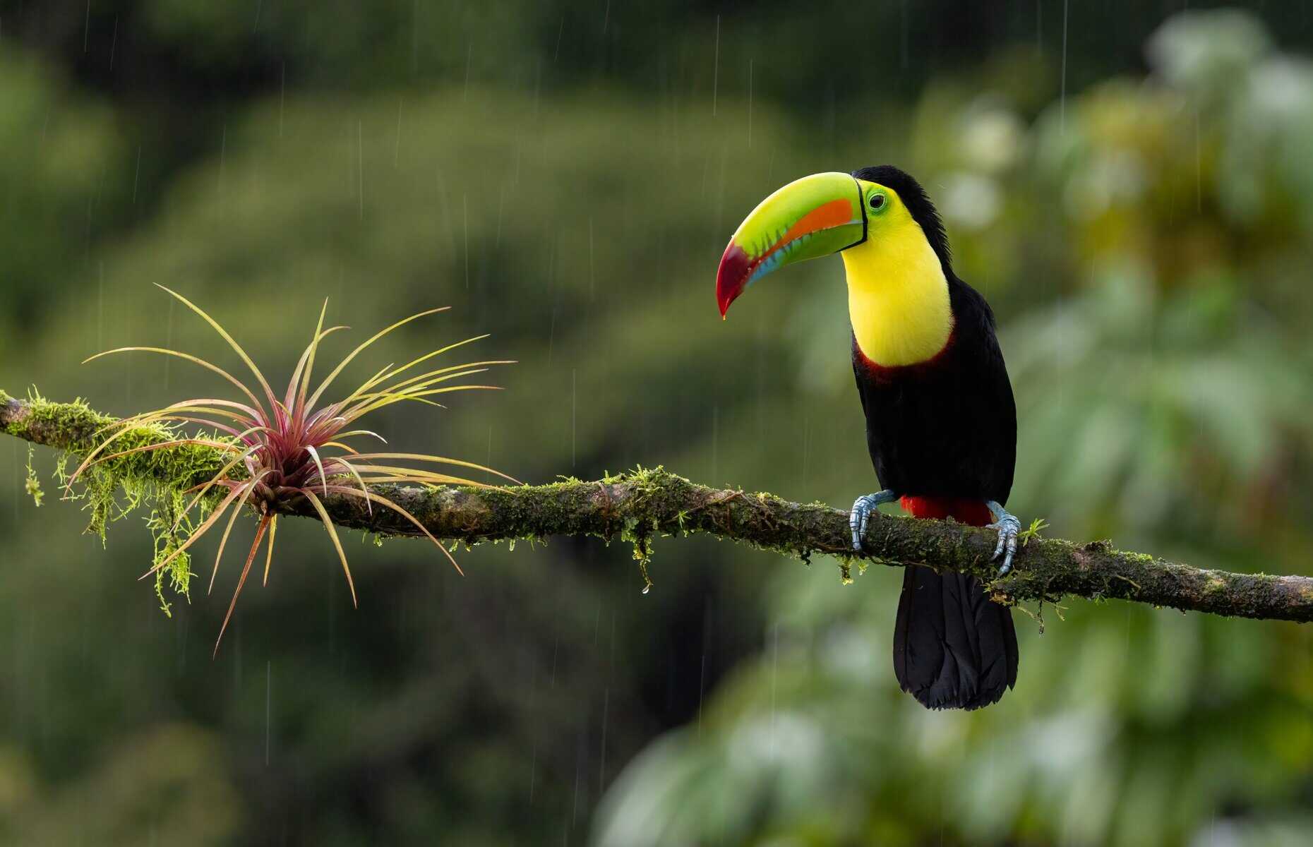 toucan-in-costa-rica